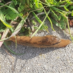 Drusia valenciennii