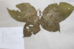 Vanguerieae