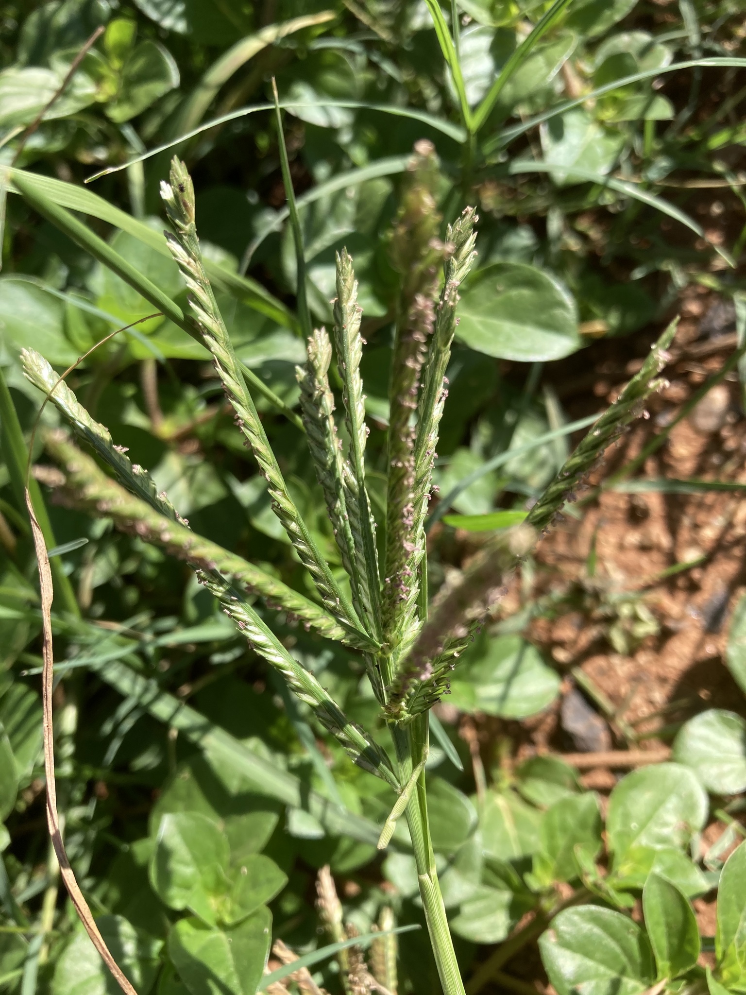 (c) David Hoare, certains droits réservés (CC BY-NC) https://www.inaturalist.org/observations/69496503