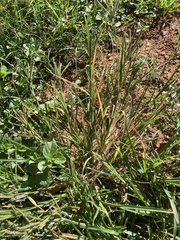 Eleusine coracana