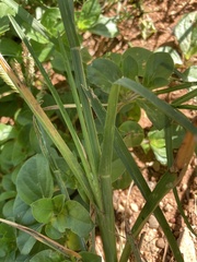 Eleusine coracana
