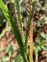 Eleusine coracana