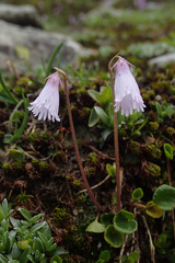 Soldanella pusilla