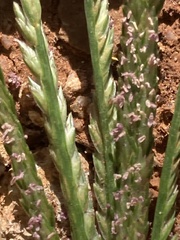 Eleusine coracana