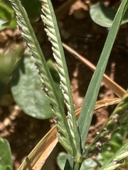 Eleusine coracana