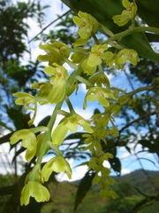 Gomesa planifolia