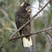 Tasmanian Black Cockatoo - Photo (c) Keith Martin-Smith, some rights reserved (CC BY-NC-ND), uploaded by Keith Martin-Smith