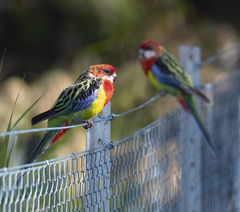Platycercus eximius diemenensis