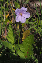 Erodium gruinum