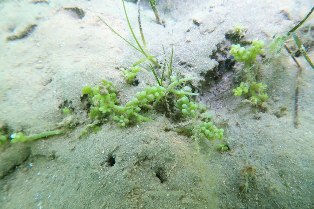 Photo of Cylindrical Caulerpa (Caulerpa cylindracea)