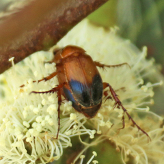 Phyllotocus apicalis