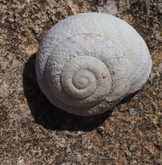 Sphincterochila cariosa