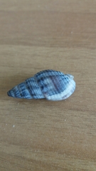 Cerithium vulgatum