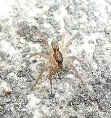 Lycosidae
