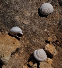 Sphincterochila cariosa