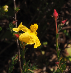 Fumana arabica