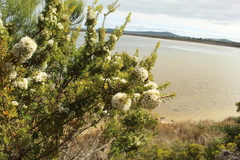 Hakea ruscifolia