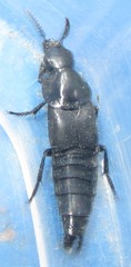 Quedius dilatatus