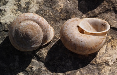 Levantina spiriplana