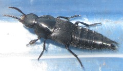 Quedius dilatatus