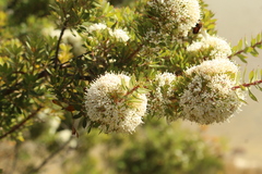 Hakea ruscifolia