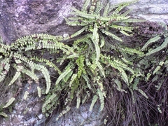 Asplenium trichomanes