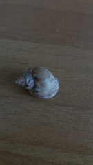 Phasianellidae
