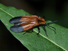 Lycus ampliatus