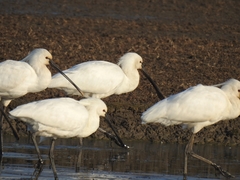 Platalea leucorodia