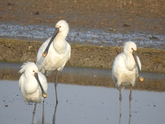 Platalea leucorodia