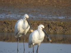 Platalea leucorodia
