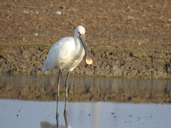 Platalea leucorodia