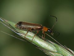 Rhagonycha lutea