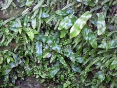 Asplenium scolopendrium