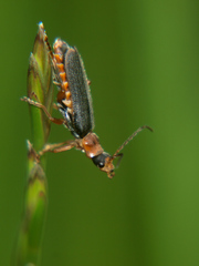 Cantharis lateralis