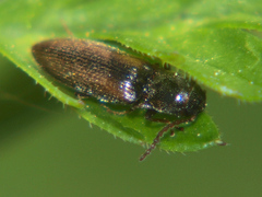 Agriotes pallidulus
