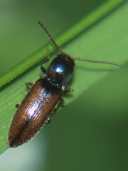Agriotes pallidulus