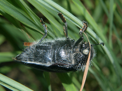 Sternocera orissa variabilis