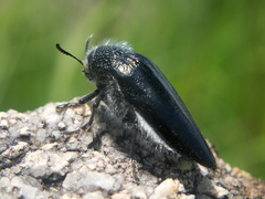 Sternocera orissa variabilis