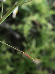 Diplotaxis catholica