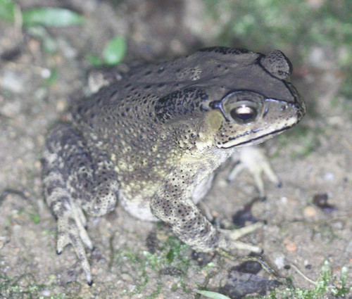 Duttaphrynus melanostictus