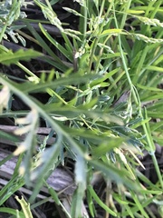 Diplotaxis catholica