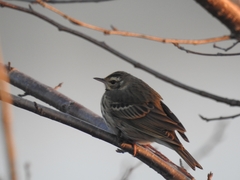 Anthus hodgsoni