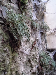 Asplenium ruta-muraria