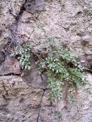 Asplenium ruta-muraria