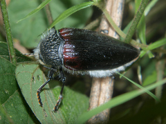 Sternocera orissa variabilis