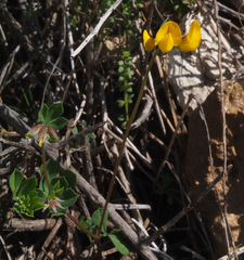 Lotus longisiliquosus