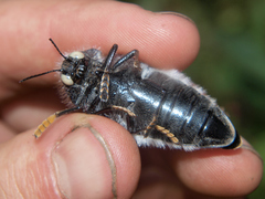 Sternocera orissa variabilis