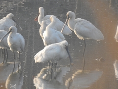 Platalea leucorodia