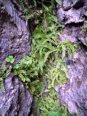 Asplenium trichomanes